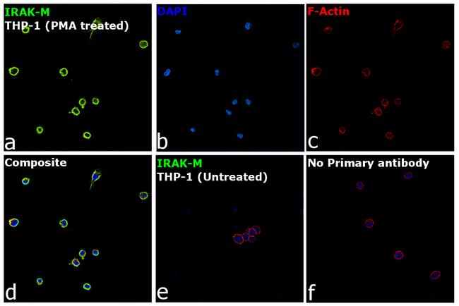 IRAK-M Antibody in Immunocytochemistry (ICC/IF)