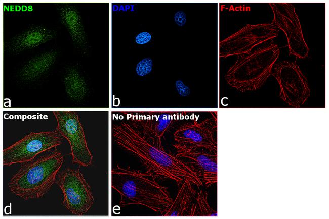 NEDD8 Antibody in Immunocytochemistry (ICC/IF)