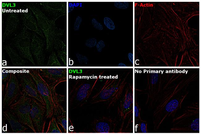 DVL3 Antibody in Immunocytochemistry (ICC/IF)