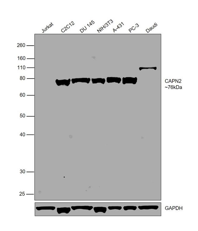 Calpain 2 Antibody in Western Blot (WB)