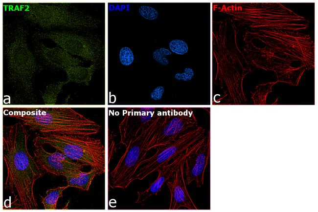 TRAF2 Antibody in Immunocytochemistry (ICC/IF)