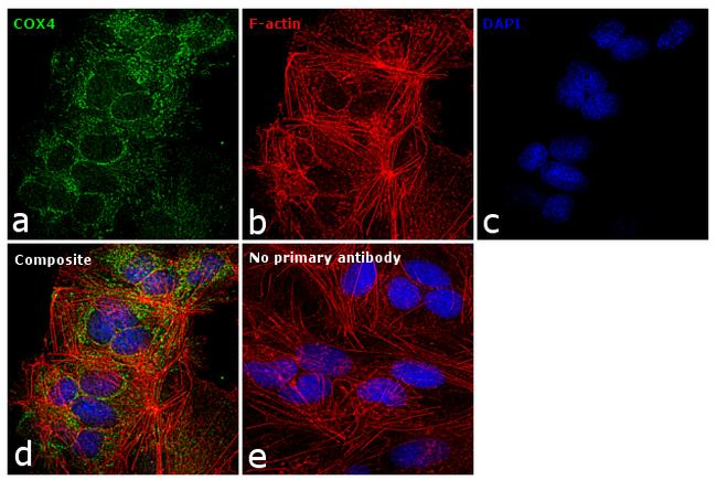 COX4 Antibody in Immunocytochemistry (ICC/IF)