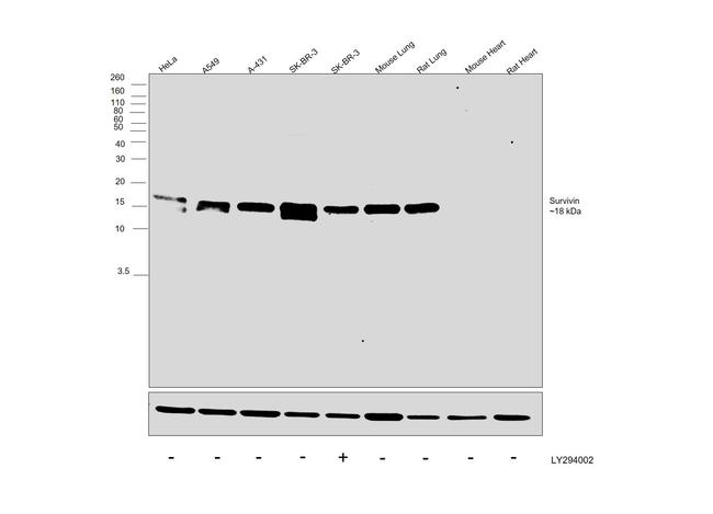 Survivin Antibody in Western Blot (WB)