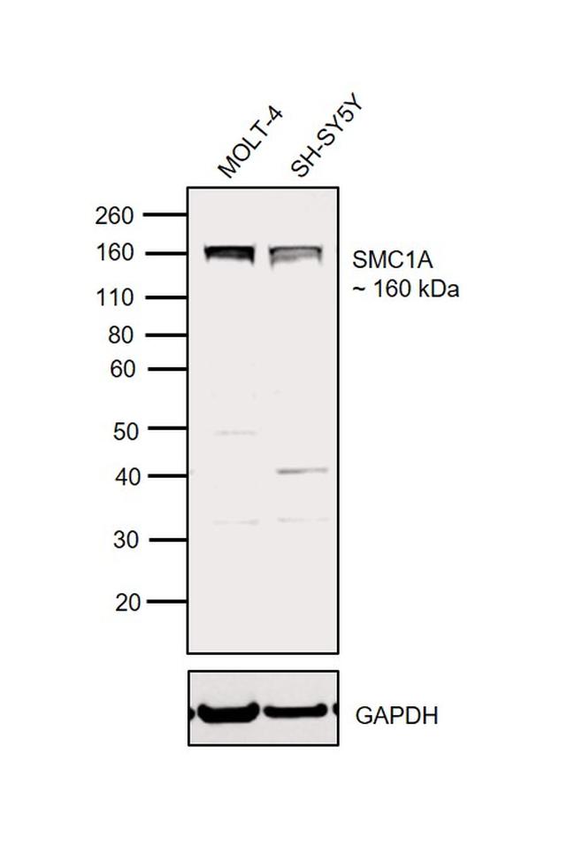 SMC1 Antibody in Western Blot (WB)