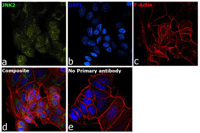 JNK2 Antibody in Immunocytochemistry (ICC/IF)