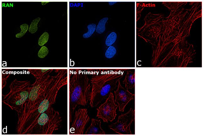 RAN Antibody in Immunocytochemistry (ICC/IF)