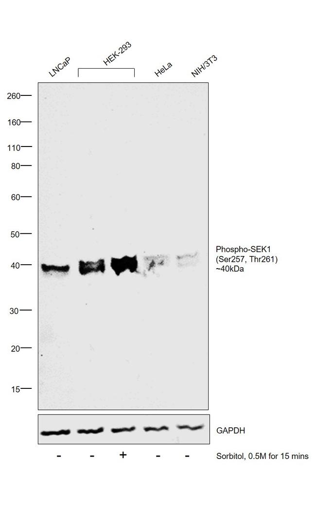 Phospho-MAP2K4 (Ser257, Thr261) Antibody in Western Blot (WB)