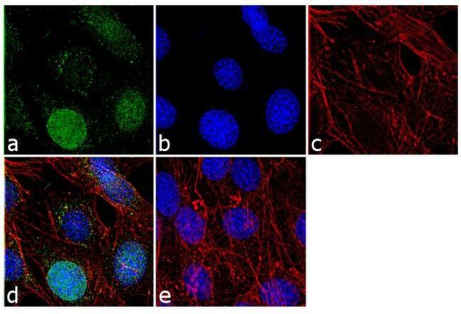 Histone H3 Antibody in Immunocytochemistry (ICC/IF)