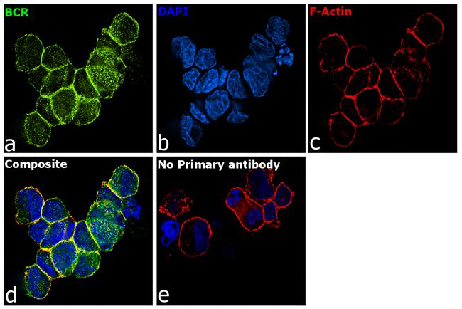 BCR Antibody in Immunocytochemistry (ICC/IF)