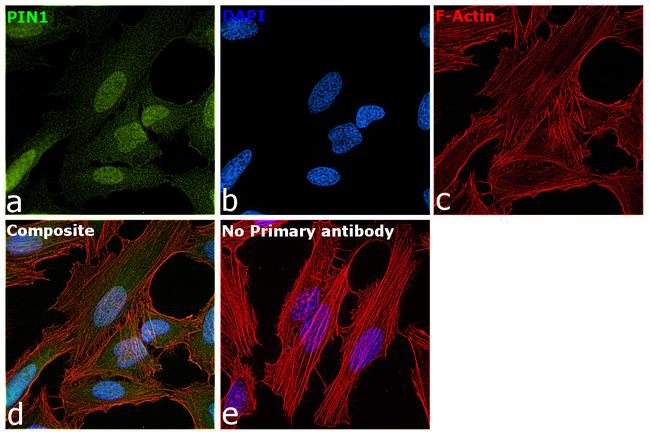 PIN1 Antibody in Immunocytochemistry (ICC/IF)