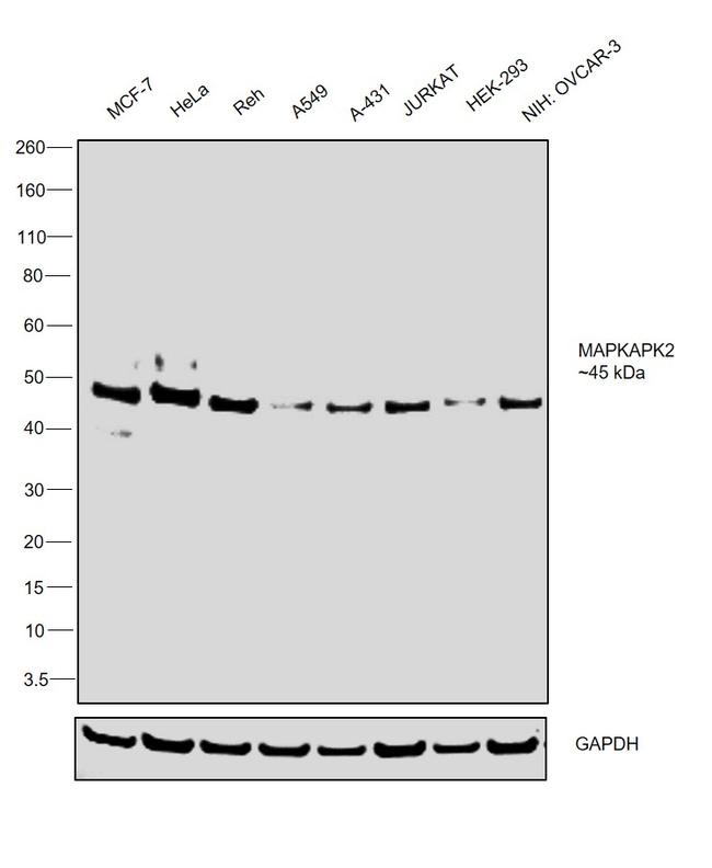 MAPKAPK2 Antibody in Western Blot (WB)