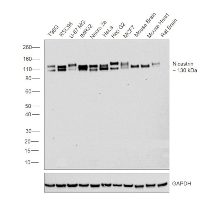 Nicastrin Antibody in Western Blot (WB)