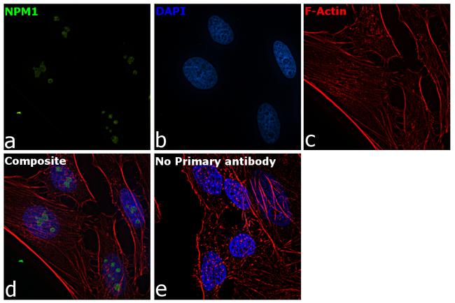 NPM1 Antibody in Immunocytochemistry (ICC/IF)