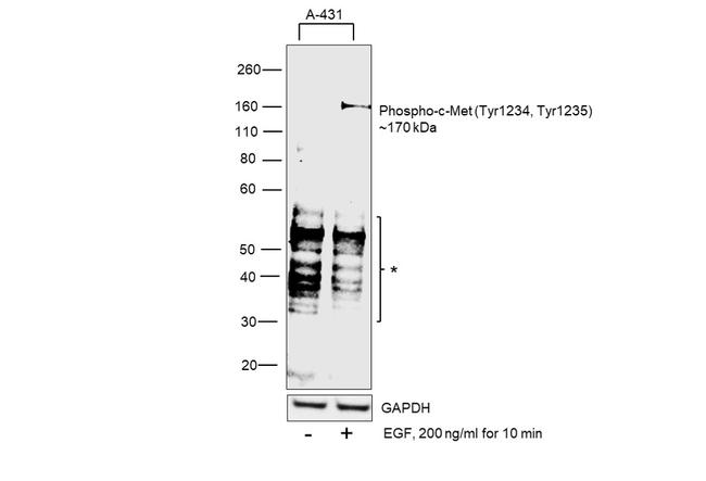 Phospho-c-Met (Tyr1234, Tyr1235) Antibody in Western Blot (WB)