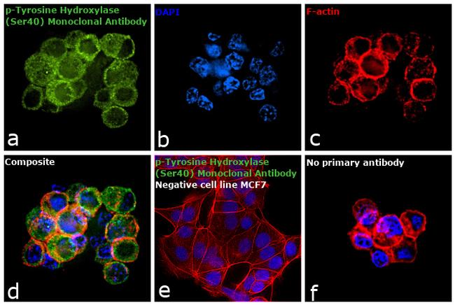 Phospho-Tyrosine Hydroxylase (Ser40) Antibody in Immunocytochemistry (ICC/IF)