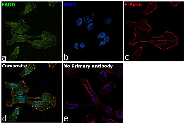 FADD Antibody in Immunocytochemistry (ICC/IF)