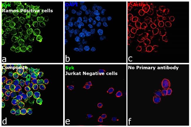 Syk Antibody in Immunocytochemistry (ICC/IF)