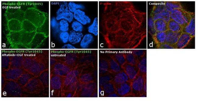 Phospho-EGFR (Tyr1045) Antibody in Immunocytochemistry (ICC/IF)