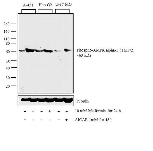 Phospho-AMPK alpha-1,2 (Thr183, Thr172) Antibody in Western Blot (WB)