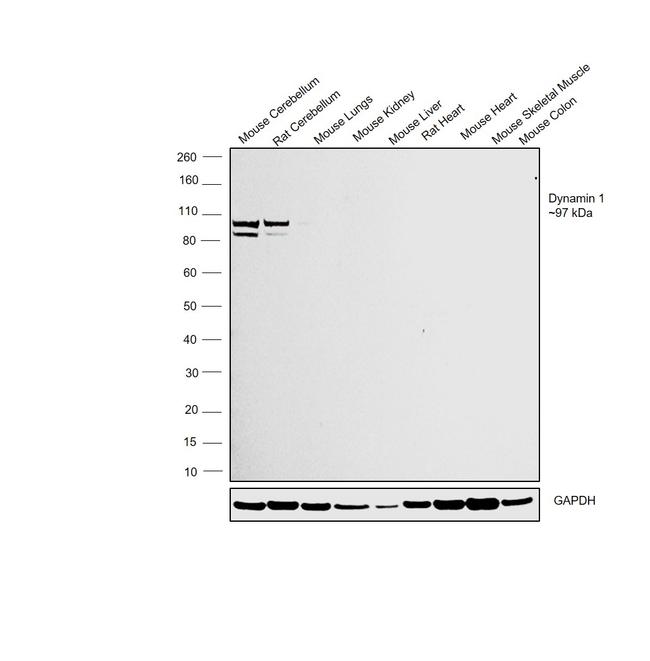 Dynamin 1 Antibody in Western Blot (WB)