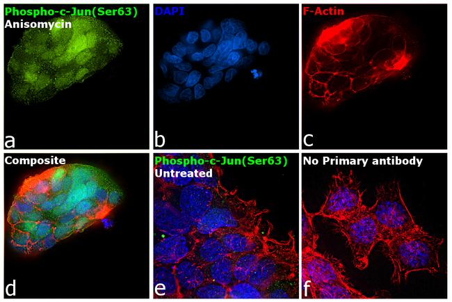 Phospho-c-Jun (Ser63) Antibody in Immunocytochemistry (ICC/IF)