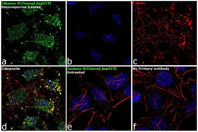 Caspase 9 (Cleaved Asp315) Antibody in Immunocytochemistry (ICC/IF)