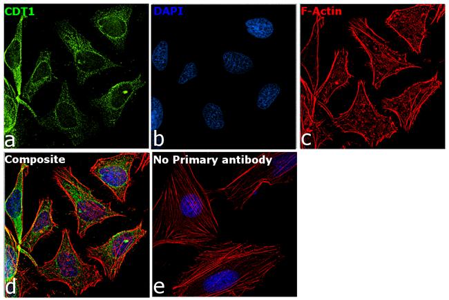 CDT1 Antibody in Immunocytochemistry (ICC/IF)