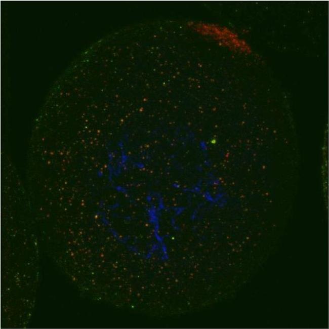 eIF4ENIF1 Antibody in Immunocytochemistry (ICC/IF)