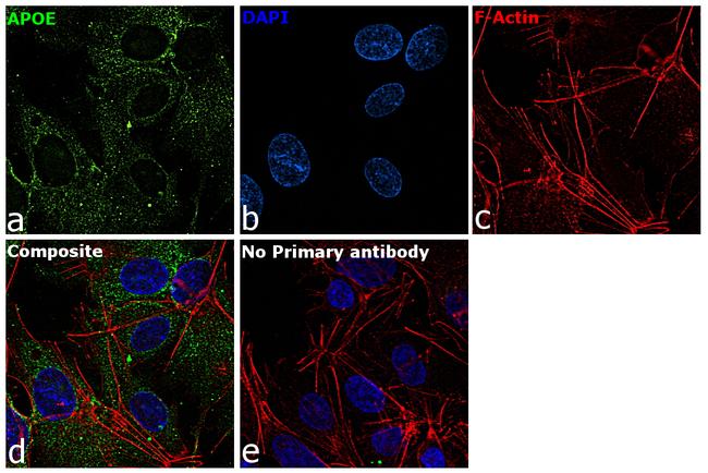 APOE Antibody in Immunocytochemistry (ICC/IF)