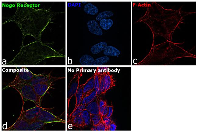 Nogo Receptor Antibody in Immunocytochemistry (ICC/IF)