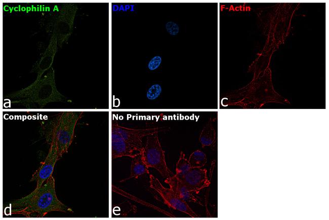 Cyclophilin A Antibody in Immunocytochemistry (ICC/IF)