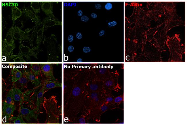 HSC70 Antibody in Immunocytochemistry (ICC/IF)