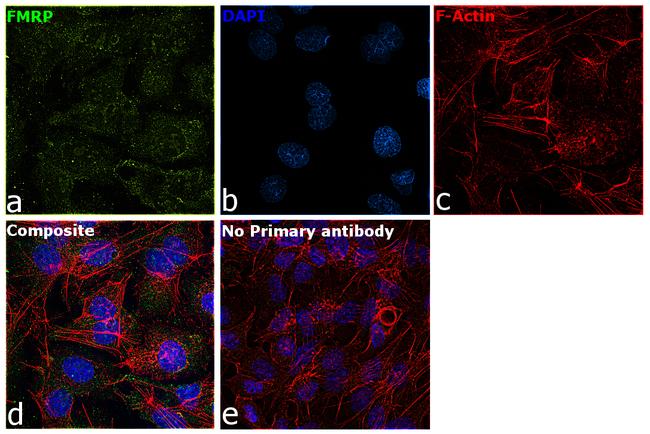 FMRP Antibody in Immunocytochemistry (ICC/IF)