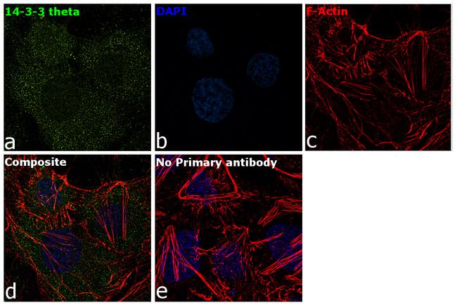 14-3-3 theta Antibody in Immunocytochemistry (ICC/IF)