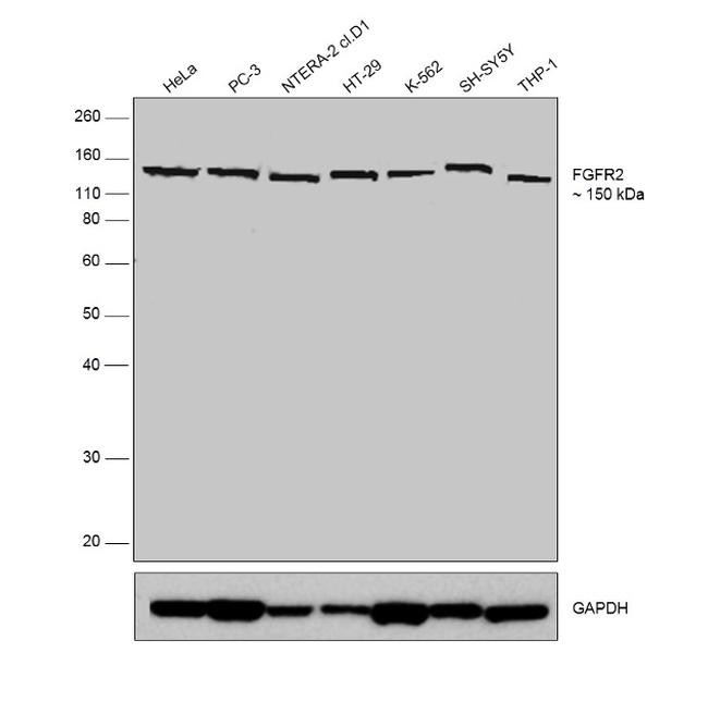 FGFR2 Antibody in Western Blot (WB)