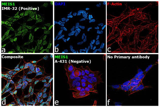 MEIS1 Antibody in Immunocytochemistry (ICC/IF)