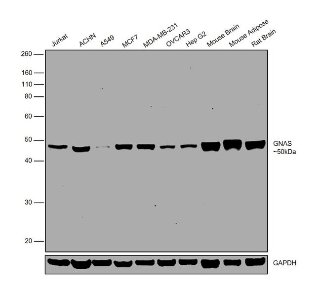 GNAS Antibody in Western Blot (WB)