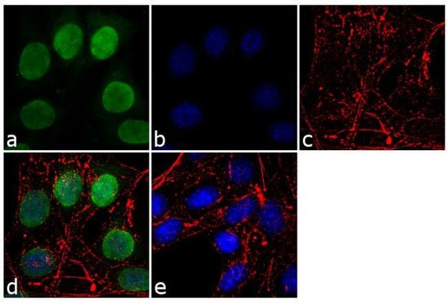 Lamin B1 Antibody in Immunocytochemistry (ICC/IF)