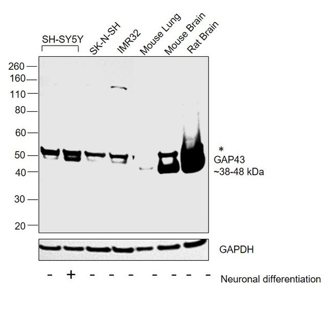 GAP43 Antibody in Western Blot (WB)