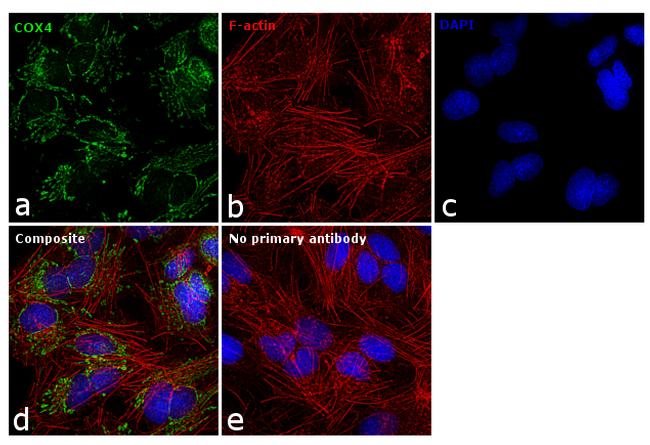 COX4 Antibody in Immunocytochemistry (ICC/IF)