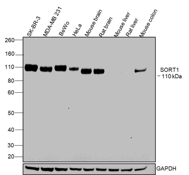 Sortilin Antibody in Western Blot (WB)