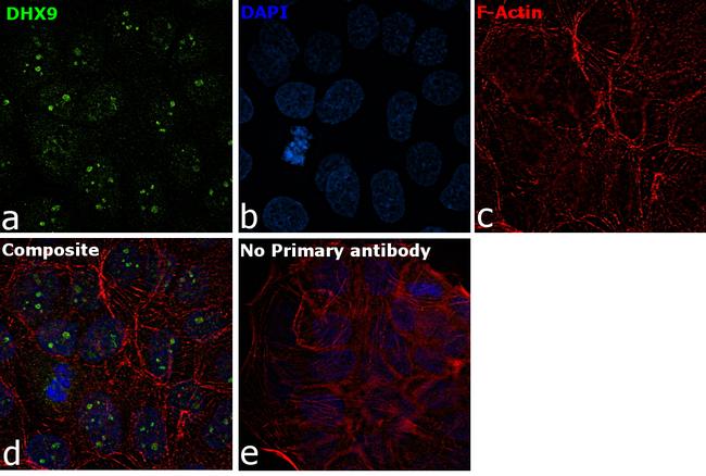 DHX9 Antibody in Immunocytochemistry (ICC/IF)