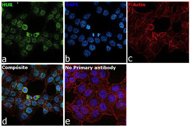 HuR Antibody in Immunocytochemistry (ICC/IF)