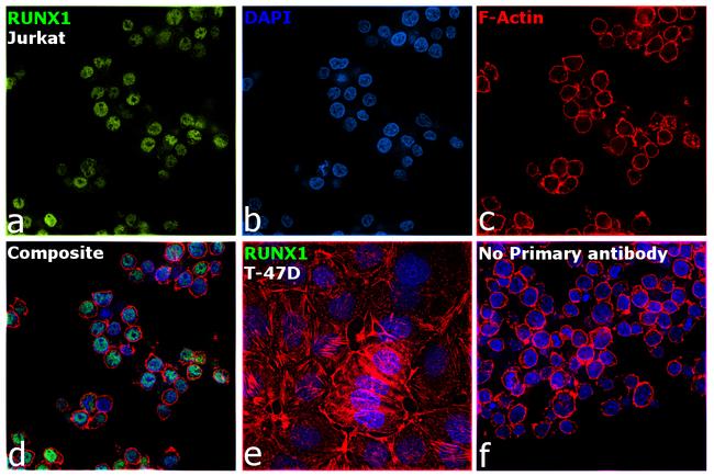 RUNX1 Antibody in Immunocytochemistry (ICC/IF)