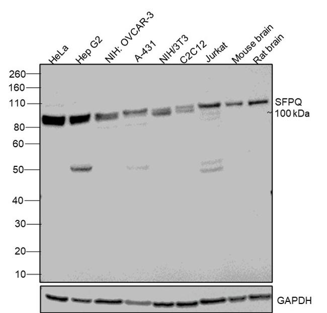 SFPQ Antibody in Western Blot (WB)