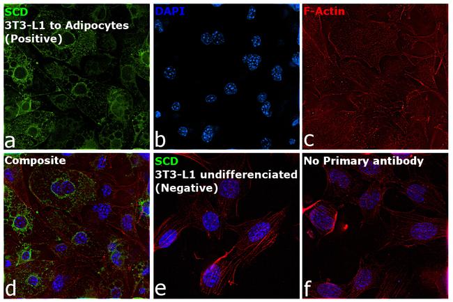 SCD Antibody in Immunocytochemistry (ICC/IF)