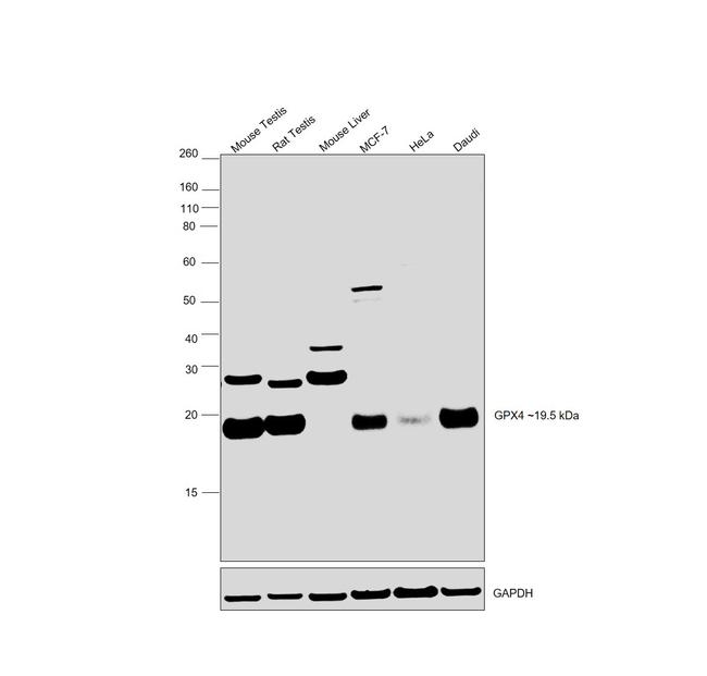 GPX4 Antibody in Western Blot (WB)