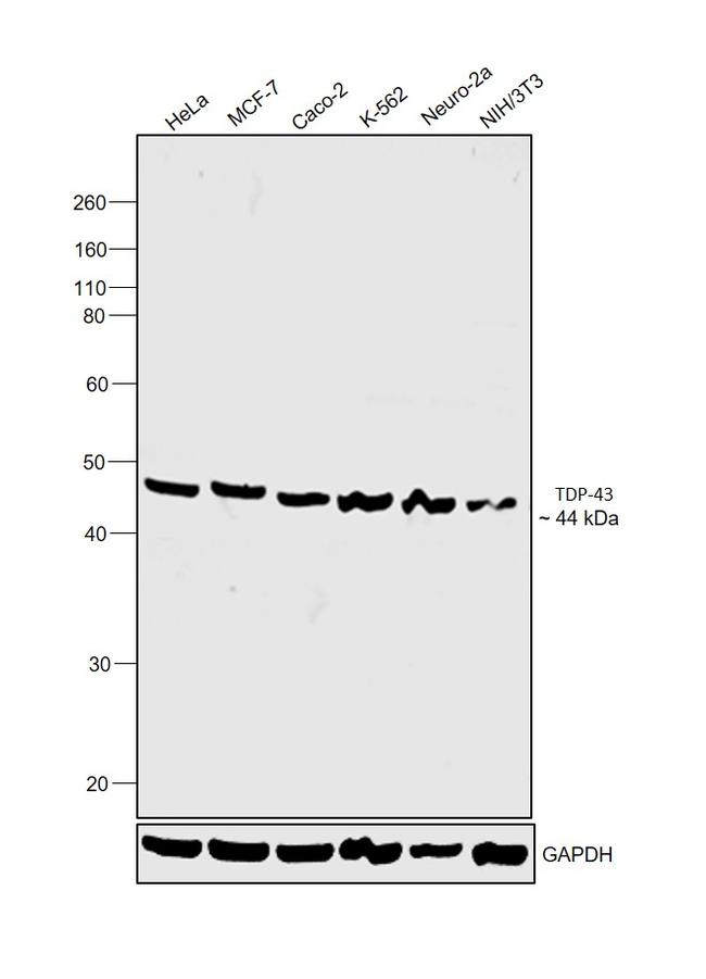 TDP-43 Antibody in Western Blot (WB)