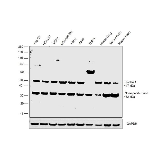 Flotillin 1 Antibody in Western Blot (WB)