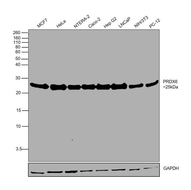 PRDX6 Antibody in Western Blot (WB)